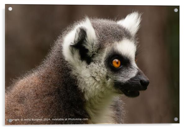 Lemur From Madagascar  Acrylic by Holly Burgess