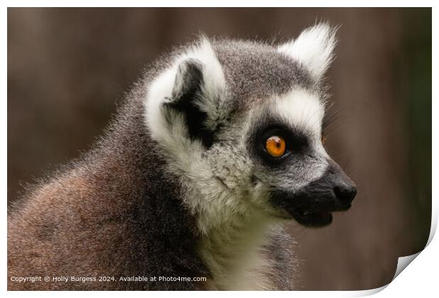 Lemur From Madagascar  Print by Holly Burgess