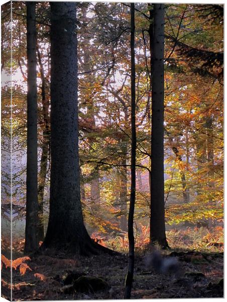 Enchanted Forest Canvas Print by Jane Chivers