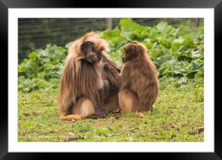 Gelada Baboon South Africa Framed Mounted Print by Holly Burgess