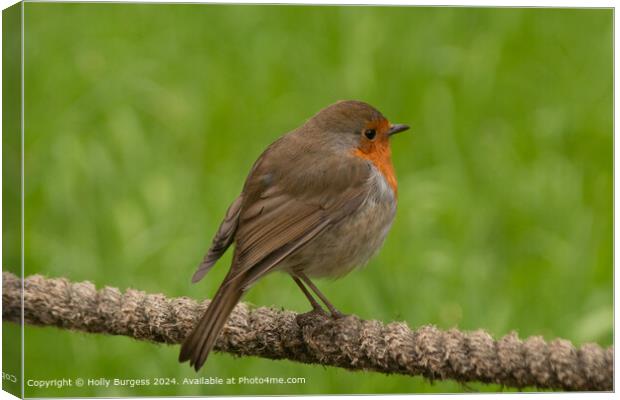European Robin Perched in Grass Canvas Print by Holly Burgess