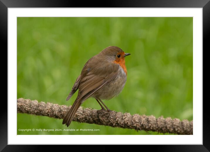 European Robin Perched in Grass Framed Mounted Print by Holly Burgess