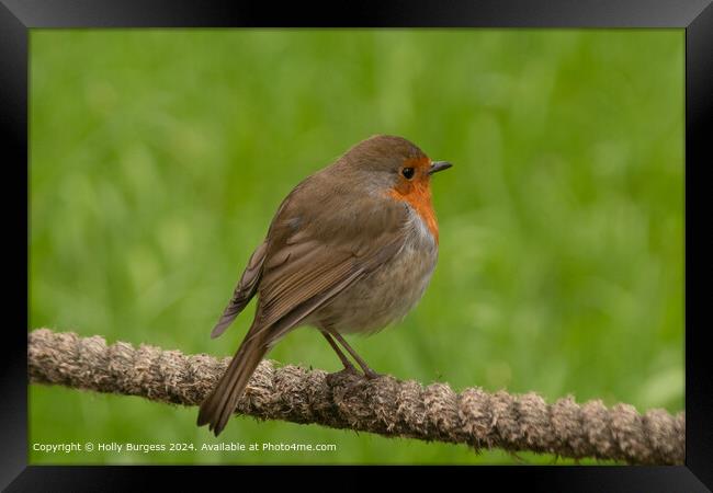European Robin Perched in Grass Framed Print by Holly Burgess