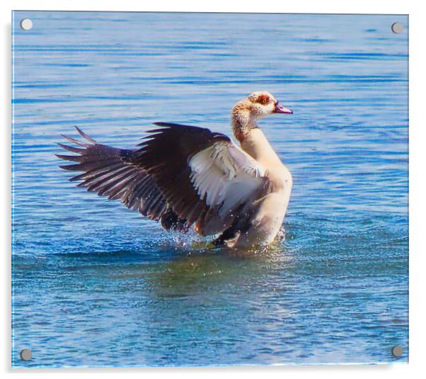 Egyptian Goose Landing Acrylic by chris hyde
