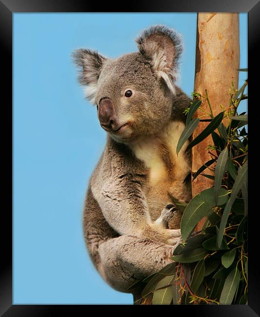 Koala in eucalyptus tree Framed Print by Linda More