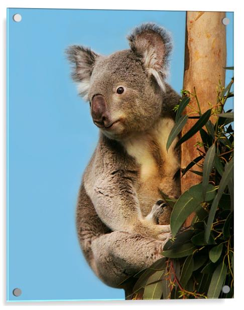 Koala in eucalyptus tree Acrylic by Linda More