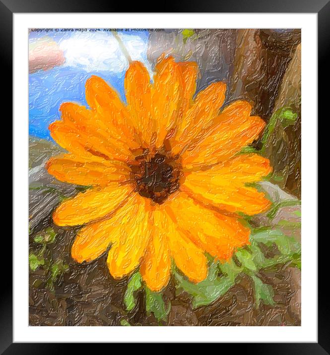 Dwarf yellow flower from our garden Framed Mounted Print by Zahra Majid
