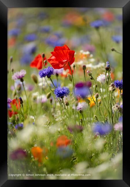 Poppys Meadow Flowers Cotswolds Framed Print by Simon Johnson