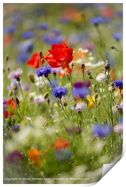 Poppys Meadow Flowers Cotswolds Print by Simon Johnson