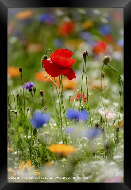 Meadow Flowers Poppys Cotswolds Framed Print by Simon Johnson