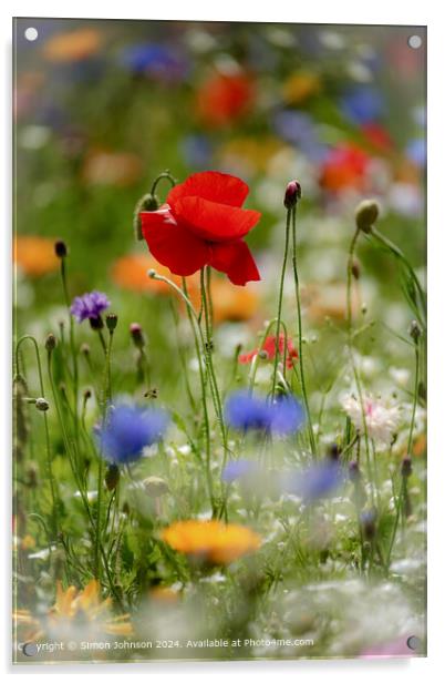 Meadow Flowers Poppys Cotswolds Acrylic by Simon Johnson