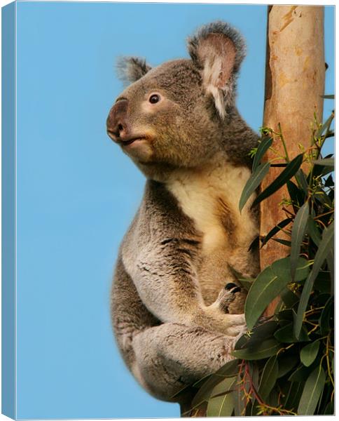 Cute Koala looking up Canvas Print by Linda More