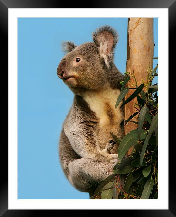 Cute Koala looking up Framed Mounted Print by Linda More