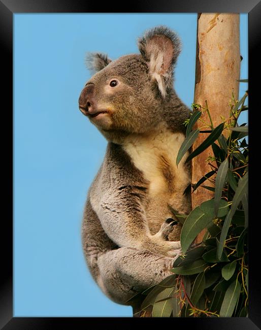 Cute Koala looking up Framed Print by Linda More