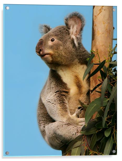 Cute Koala looking up Acrylic by Linda More