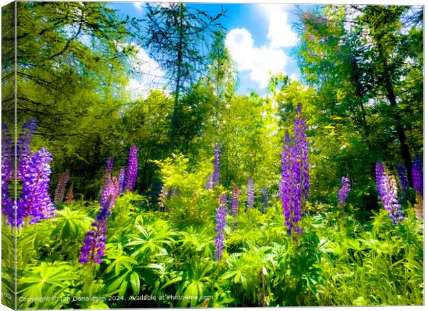 Lupins Canvas Print by Ian Donaldson