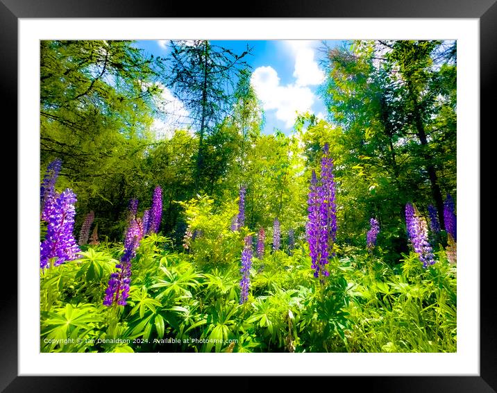 Lupins Framed Mounted Print by Ian Donaldson