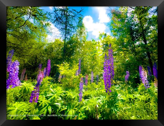 Lupins Framed Print by Ian Donaldson