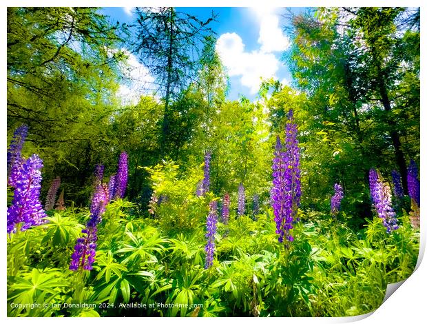 Lupins Print by Ian Donaldson