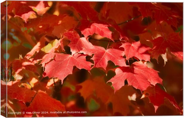 Red Canadian Maple Leaf Canvas Print by Ken Oliver