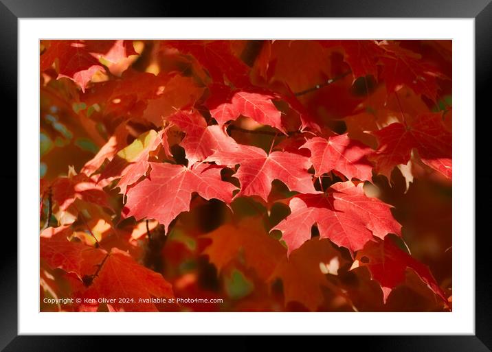 Red Canadian Maple Leaf Framed Mounted Print by Ken Oliver