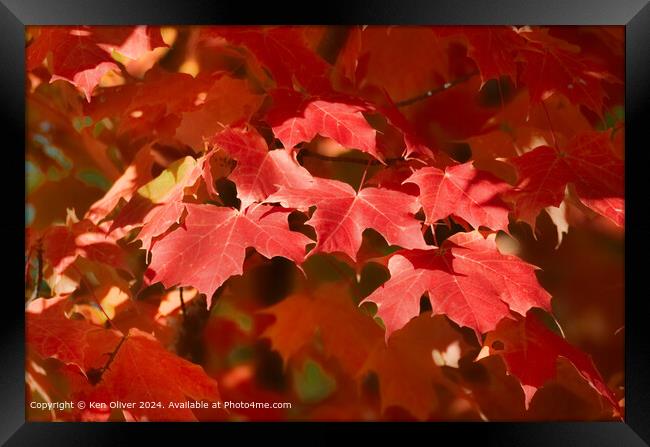 Red Canadian Maple Leaf Framed Print by Ken Oliver