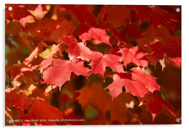 Red Canadian Maple Leaf Acrylic by Ken Oliver