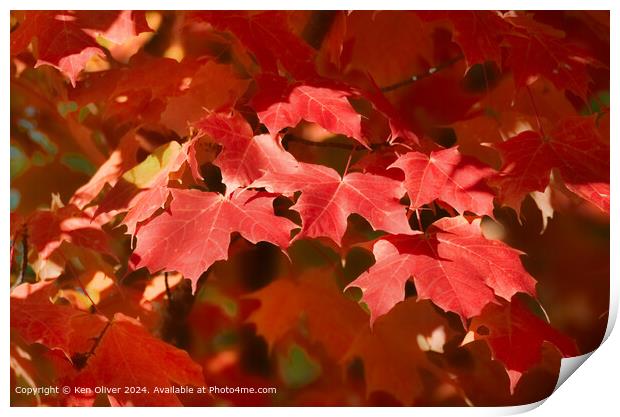 Red Canadian Maple Leaf Print by Ken Oliver