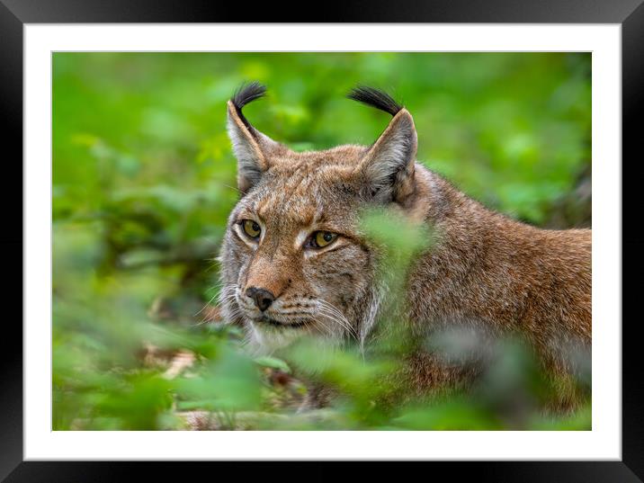 Eurasian Lynx Hunting Wood Framed Mounted Print by Arterra 