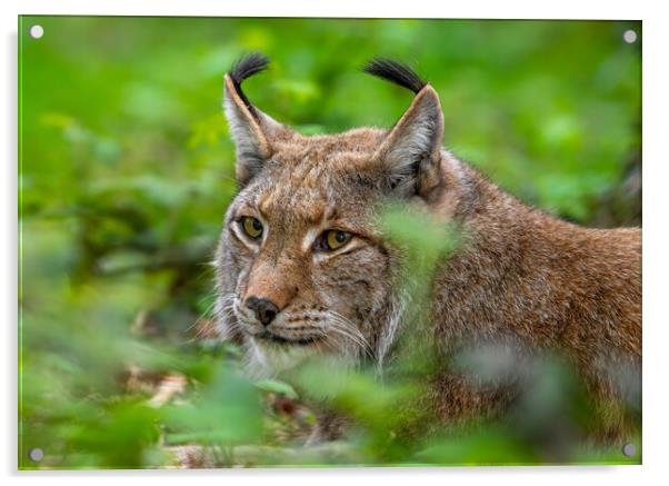Eurasian Lynx Hunting Wood Acrylic by Arterra 