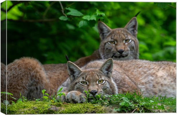 Two Lynxes Resting in Forest Canvas Print by Arterra 
