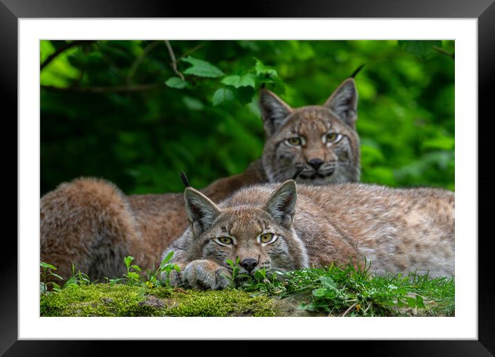 Two Lynxes Resting in Forest Framed Mounted Print by Arterra 