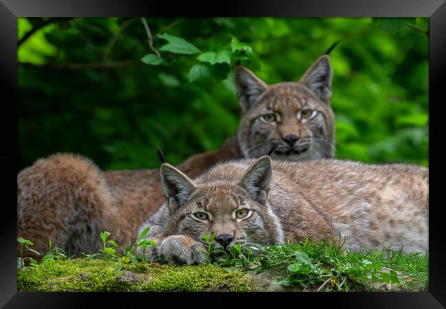 Two Lynxes Resting in Forest Framed Print by Arterra 