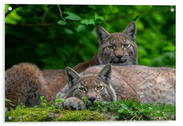 Two Lynxes Resting in Forest Acrylic by Arterra 