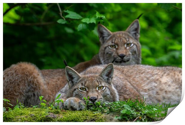 Two Lynxes Resting in Forest Print by Arterra 