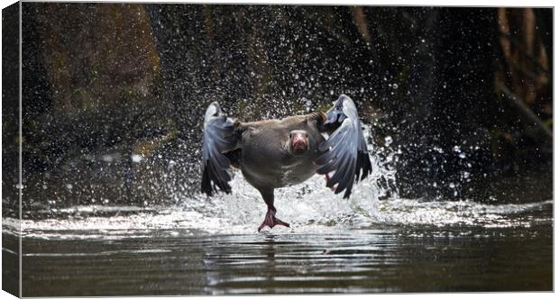 Greylag Goose Taking Off Canvas Print by Arterra 