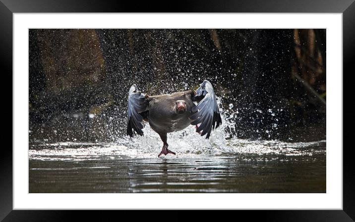 Greylag Goose Taking Off Framed Mounted Print by Arterra 
