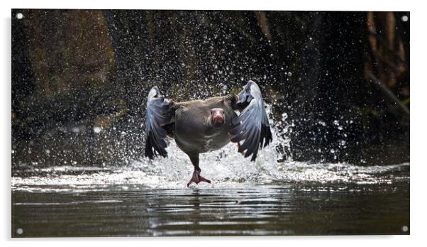 Greylag Goose Taking Off Acrylic by Arterra 