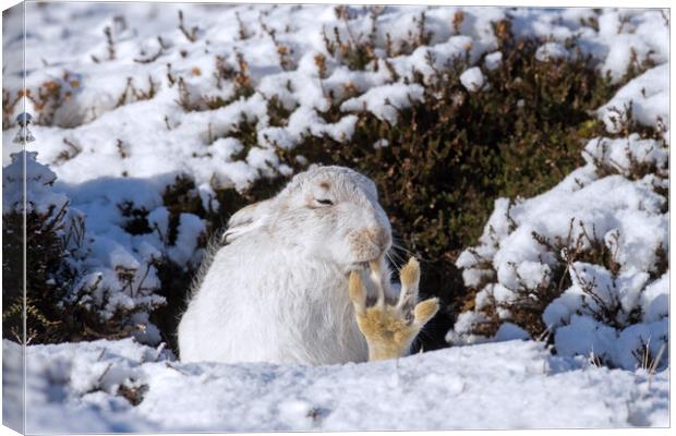 White Mountain Hare Grooming in the Snow Canvas Print by Arterra 