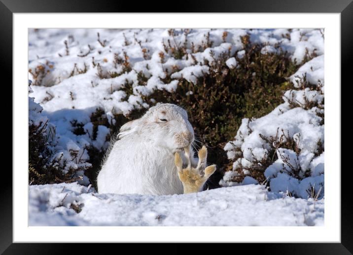 White Mountain Hare Grooming in the Snow Framed Mounted Print by Arterra 