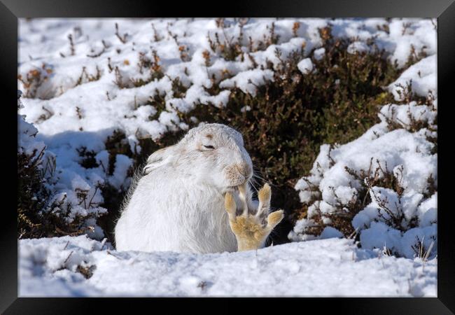 White Mountain Hare Grooming in the Snow Framed Print by Arterra 