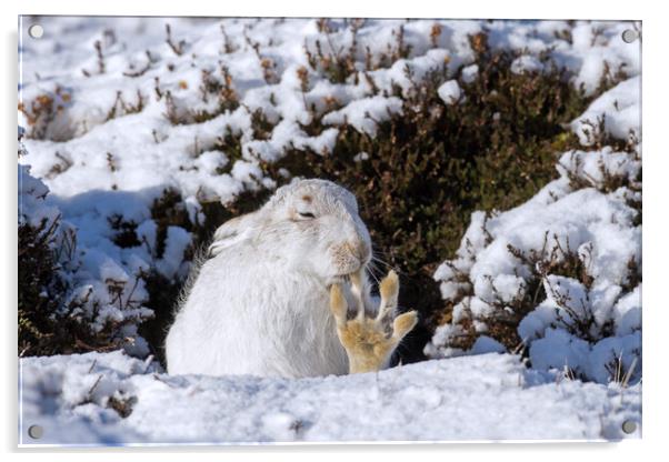 White Mountain Hare Grooming in the Snow Acrylic by Arterra 