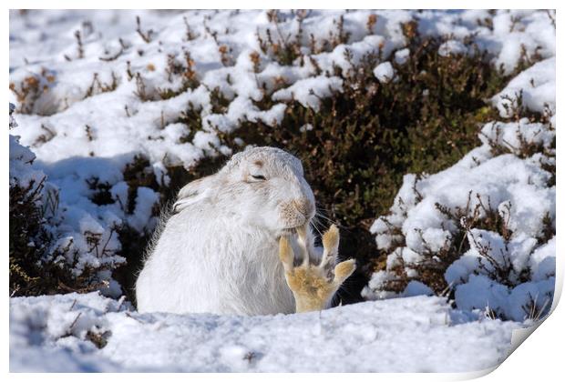 White Mountain Hare Grooming in the Snow Print by Arterra 