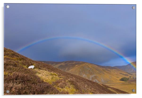Scottish Mountain Hare and Rainbow Acrylic by Arterra 