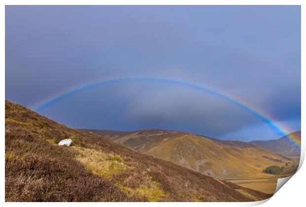 Scottish Mountain Hare and Rainbow Print by Arterra 