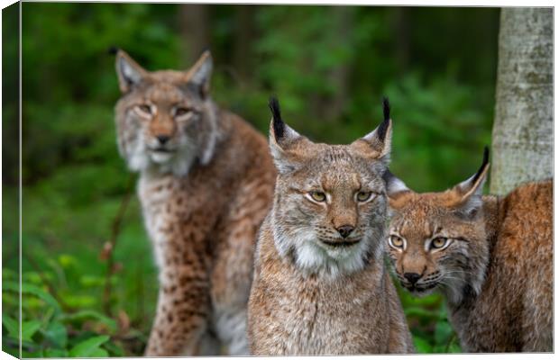 Three Lynxes in Forest Canvas Print by Arterra 