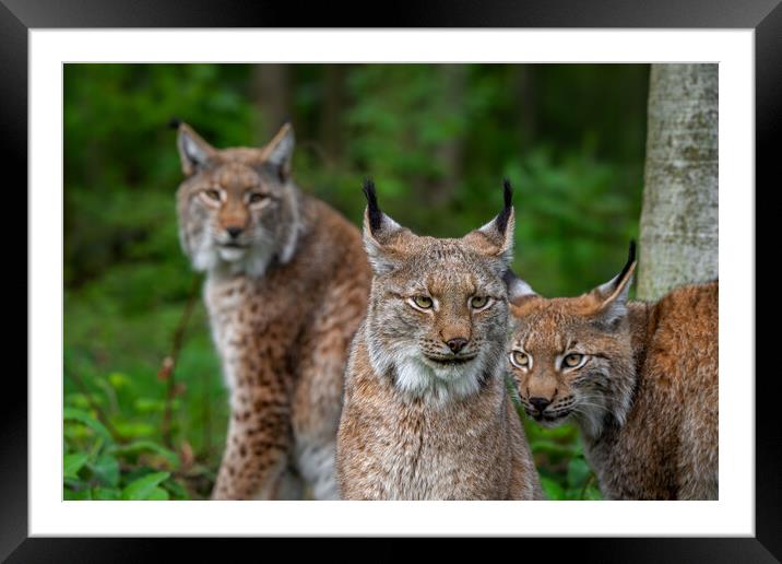 Three Lynxes in Forest Framed Mounted Print by Arterra 