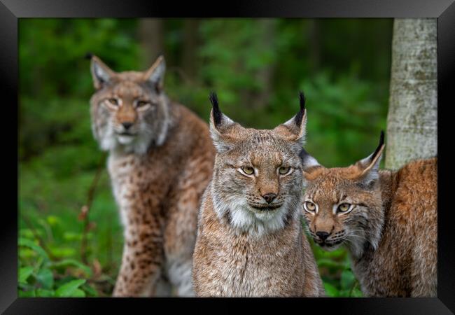 Three Lynxes in Forest Framed Print by Arterra 