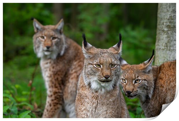 Three Lynxes in Forest Print by Arterra 