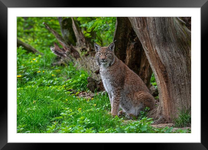 Eurasian Lynx under Tree Trunk Framed Mounted Print by Arterra 